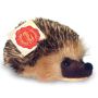 Small Ulloa Hedgehog