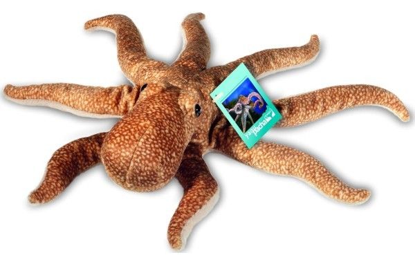 Carballiño Octopus